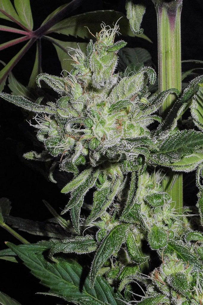 Satori (feminized edition) - Mandala Seeds Shop Mandala Seeds