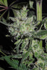 Satori (feminized edition) - Mandala Seeds Shop Mandala Seeds