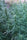Sheelawathi (10 regular seeds) - Mandala Seeds Shop Indian Landrace Exchange