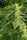 Sheelawathi (10 regular seeds) - Mandala Seeds Shop Indian Landrace Exchange
