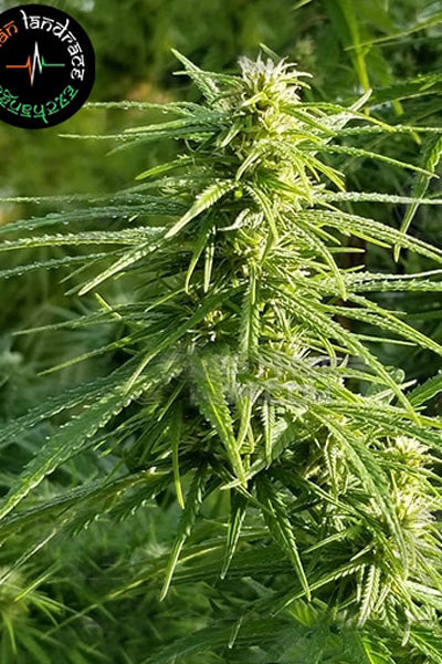 Sheelawathi (10 regular seeds) - Mandala Seeds Shop Indian Landrace Exchange