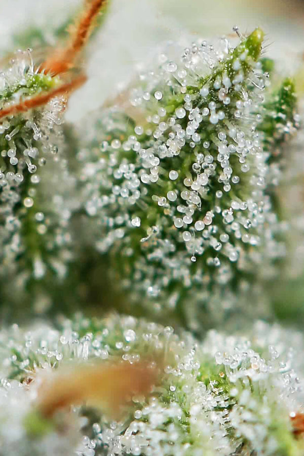 Siberian Haze