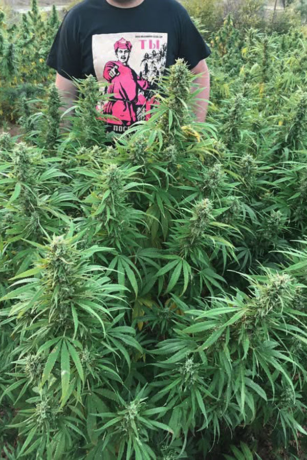 Siberian Haze