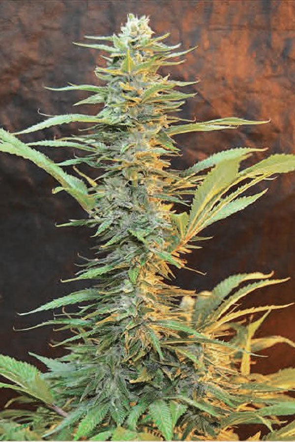 Siberian Haze