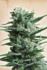 Siberian Haze