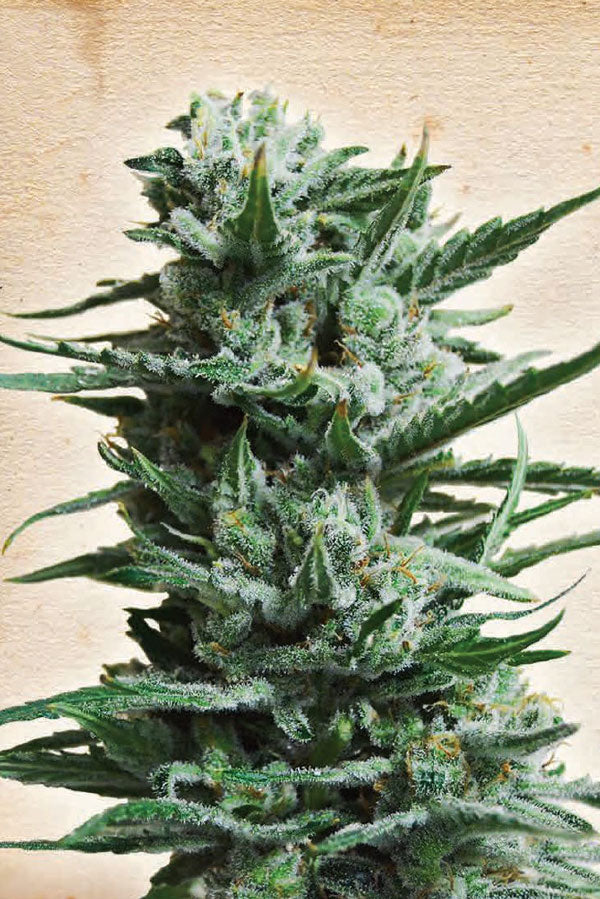 Siberian Haze