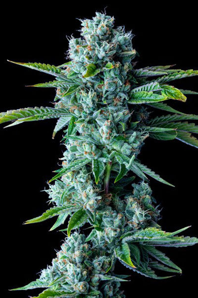 Skywalker Kush - Mandala Seeds Shop Reserva Privada