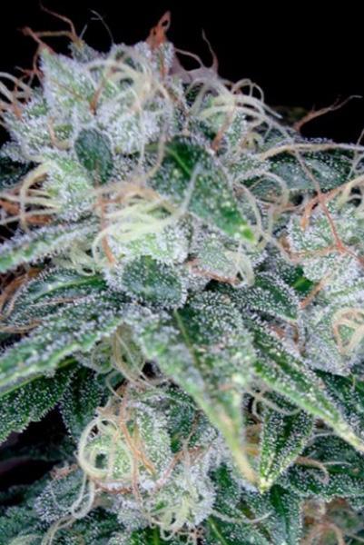 Sour Diesel - Mandala Seeds Shop Reserva Privada