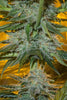 Speed Queen - Mandala Seeds Shop Mandala Seeds