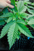 Speed Queen - Mandala Seeds Shop Mandala Seeds