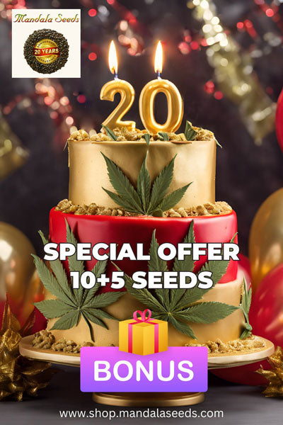 Speed Queen cannabis seeds special offer