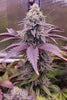 Stinky Pink(F1)