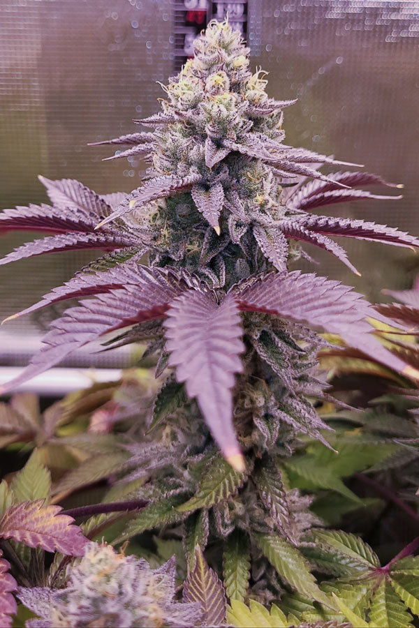 Stinky Pink(F1)