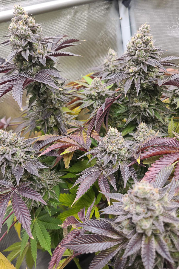 Stinky Pink(F1)