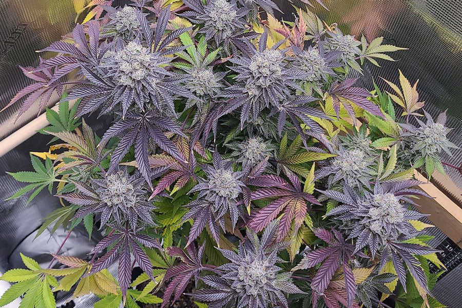 Stinky Pink(F1)