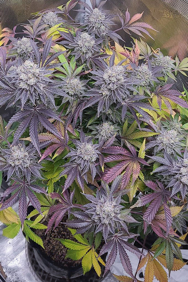 Stinky Pink(F1)