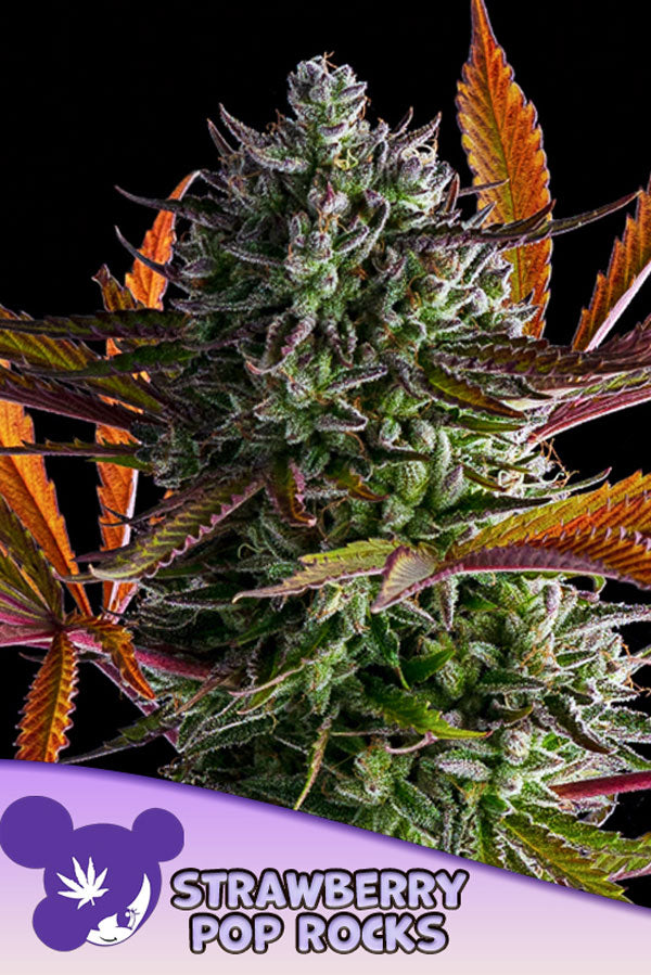 Strawberry Pop Rocks