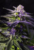 Sugar Black Rose - Mandala Seeds Shop Delicious Seeds