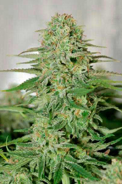 Sugar Black Rose (Early Version)