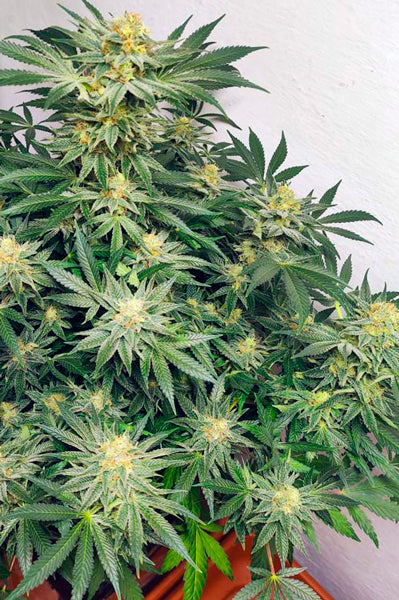 Sugar Black Rose (Early Version)