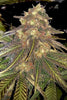 Sugar Candy - Mandala Seeds Shop Delicious Seeds