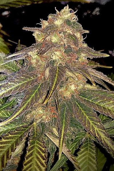 Sugar Candy - Mandala Seeds Shop Delicious Seeds