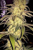 Sugar Candy - Mandala Seeds Shop Delicious Seeds