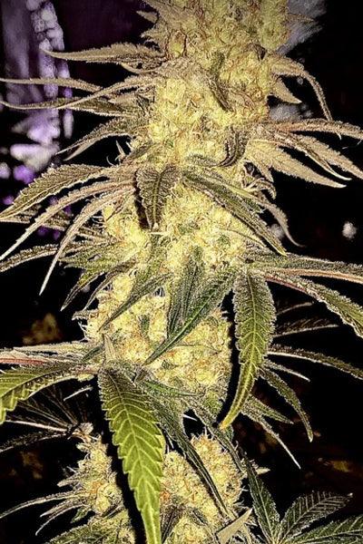 Sugar Candy - Mandala Seeds Shop Delicious Seeds