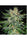 Sugar Candy - Mandala Seeds Shop Delicious Seeds
