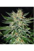 Sugar Candy - Mandala Seeds Shop Delicious Seeds