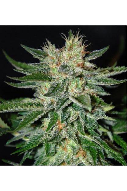 Sugar Candy - Mandala Seeds Shop Delicious Seeds