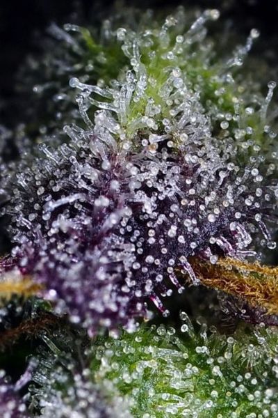 Super Boof XL Auto