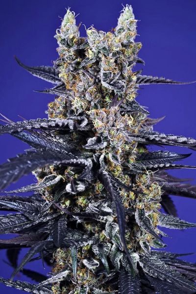 Super Boof XL Auto