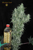 Superlicious Sativa