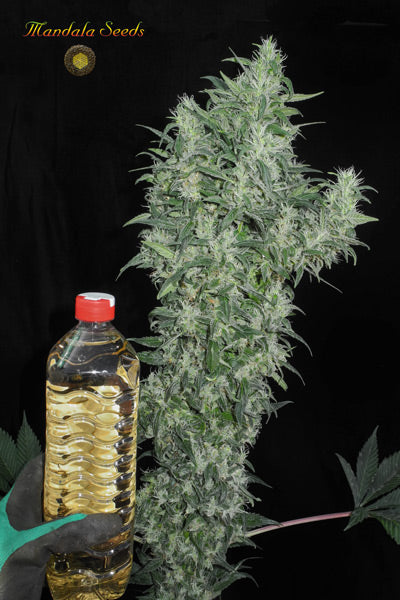 Superlicious Sativa