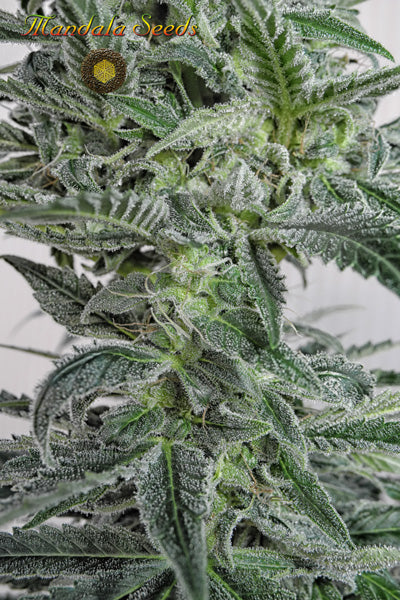 Satori x Mountain Gold (R&D) - Mandala Seeds Shop Mandala Seeds