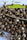 Satori x Mountain Gold (R&D) - Mandala Seeds Shop Mandala Seeds