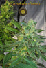 Satori x Mountain Gold (R&D) - Mandala Seeds Shop Mandala Seeds