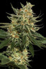 Tangie - Mandala Seeds Shop Reserva Privada