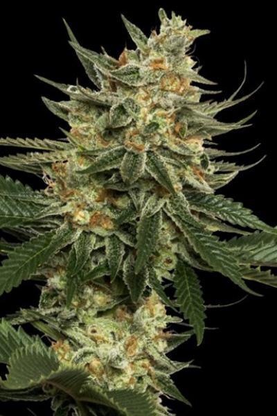 Tangie - Mandala Seeds Shop Reserva Privada