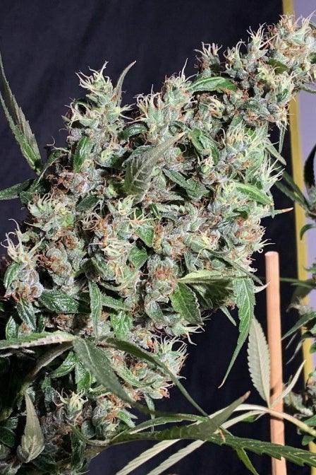 Thai x Panama - Mandala Seeds Shop Ace Seeds