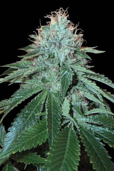 The OG #18 - Mandala Seeds Shop Reserva Privada