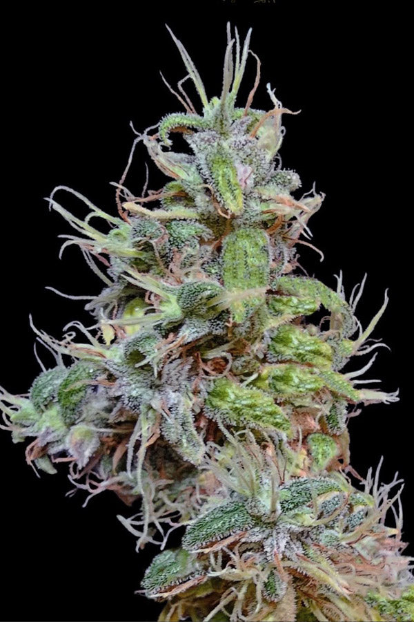 Tirah Maidan Hashplant