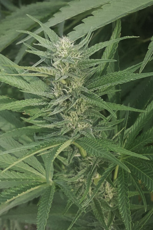 Tirah Maidan Hashplant