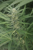 Tirah Maidan Hashplant