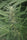 Tirah Maidan Hashplant