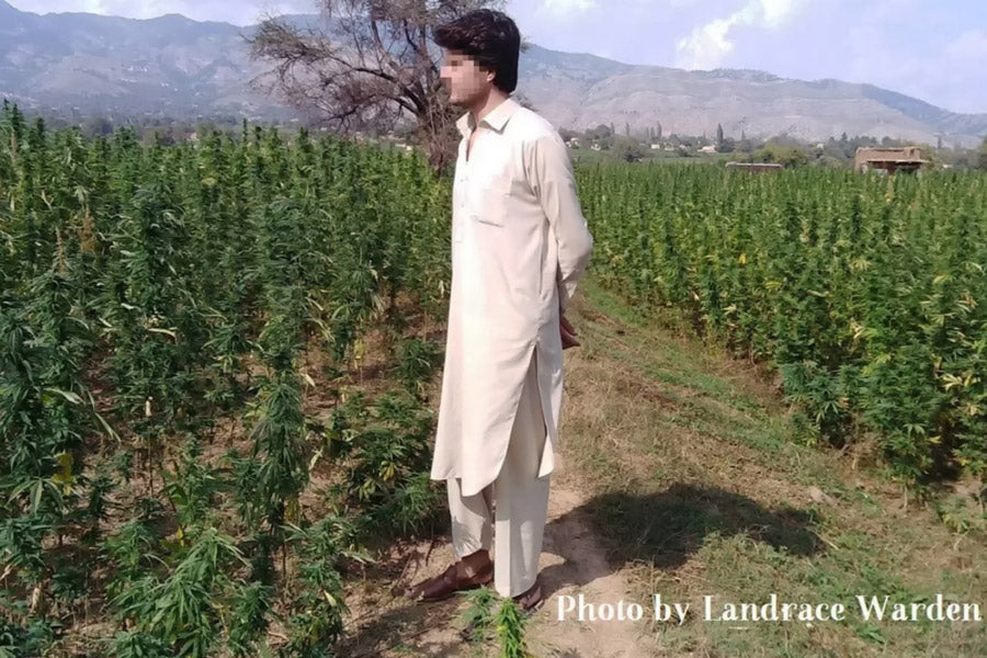 Tirah Maidan Hashplant
