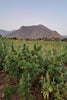 Tirah Maidan Hashplant