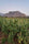 Tirah Maidan Hashplant