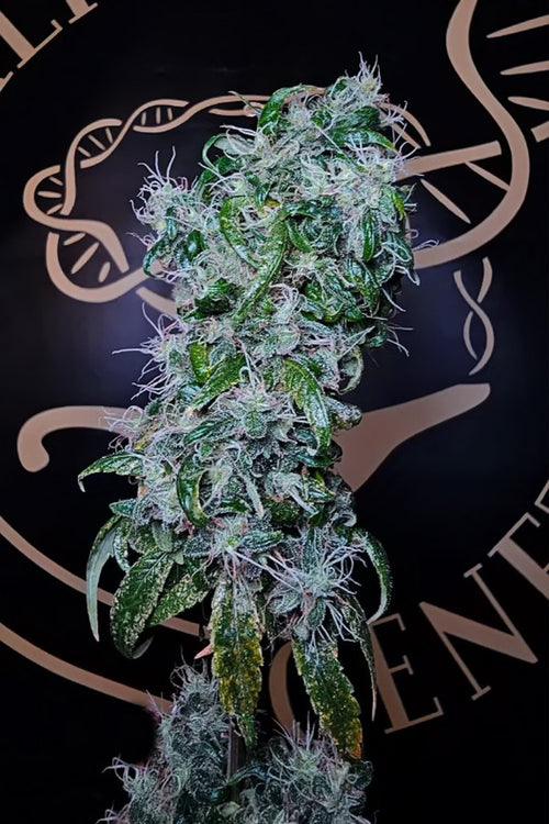 Tirah Maidan Hashplant